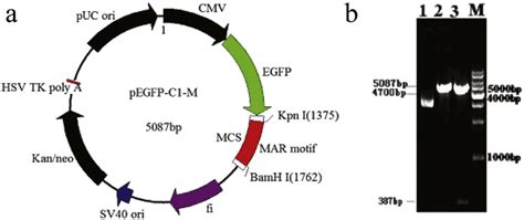 Plasmids Used In This Study A Map Of Pegfp C1 M B Restriction