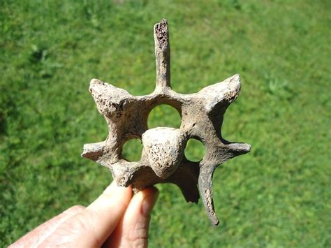 Choice Deer Cervical Vertebra | Artiodactyl | FOSSILS | Prehistoric Florida