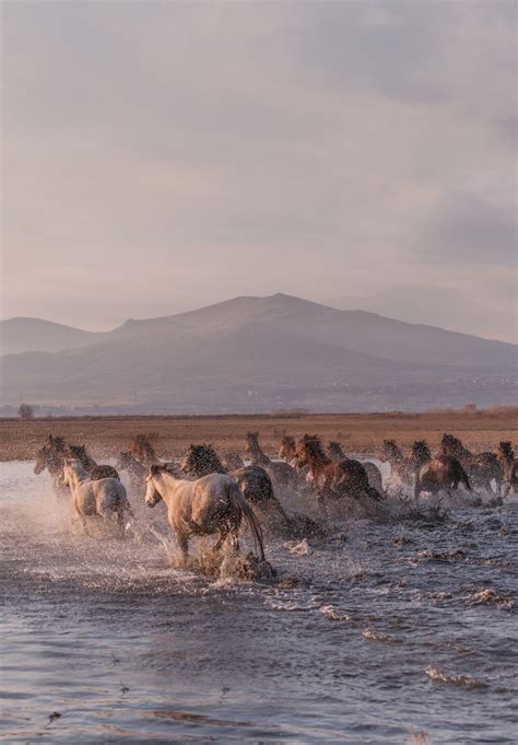 Wild Horses Running Across Water