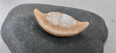 Mouth Plate From A Fish Found In Central Coast Nsw Australia R