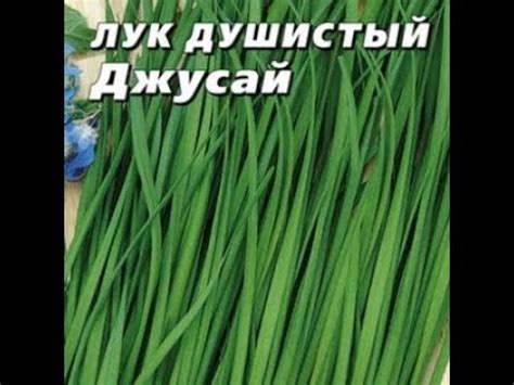 Лук с запахом чеснока. Сеем лук ДЖУСАЙ ( Душистый ). Растет как сорняк ...