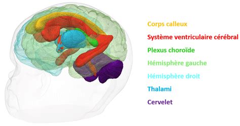 3 Anatomie simplifiée de l encéphale 2 Download Scientific Diagram