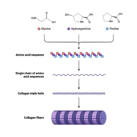 Collagen Structure | BioRender Science Templates