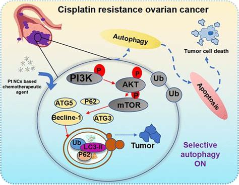 新型铂纳米簇激活 Pi3kaktmtor 信号通路介导的自噬用于顺铂耐药的卵巢癌治疗acs Applied Materials
