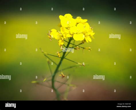 Asian Mustard Hi Res Stock Photography And Images Alamy