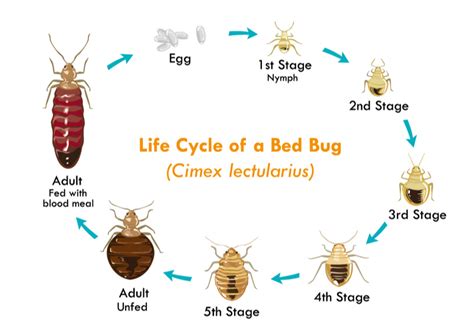 A Complete Guide To Bed Bugs Pest Control Approved