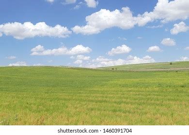 Ripening Lentil Plant Harvesting Lentils Ripe Stock Photo 1460391704 | Shutterstock