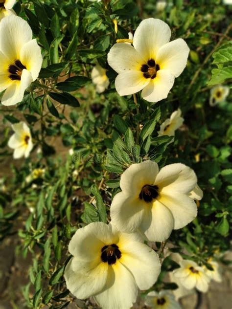 This Morning Turnera Subulata Or White Buttercup Flower Plant Are