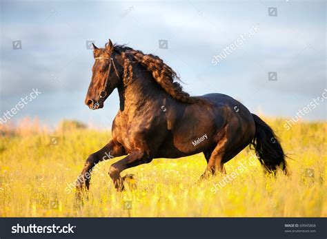 Friesian Horse Galloping Sunset Stock Photo 69945868 | Shutterstock