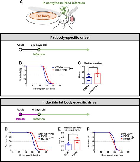 Increased Hp1a Mediated Heterochromatin Formation In The Fat Body