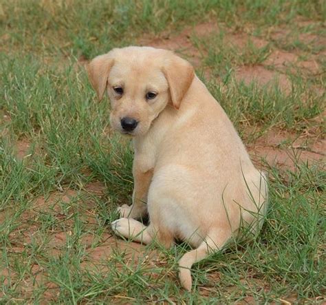 YELLOW AMERICAN LAB PUPPIES - FIELD BRED