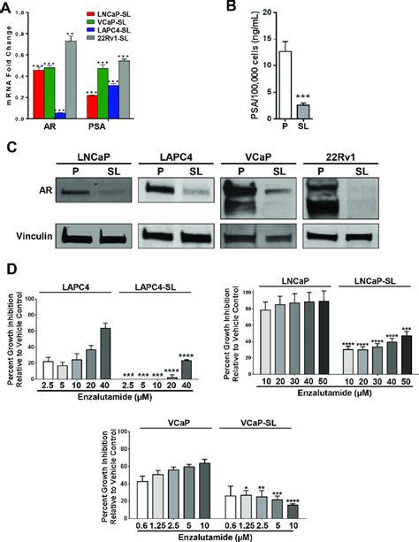 Androgen Receptor Axis Down Regulation In Developmentally Reprogrammed