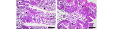 Histology Of The Ileum A And Cecum B Of 3 D Old Chicks The Villi