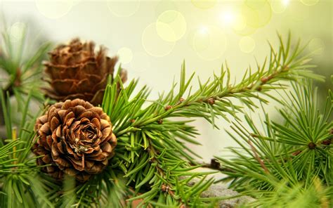 Brown female pine cone, nature, macro, pine cones, plants HD wallpaper | Wallpaper Flare