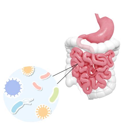 Gut Health Do You Need To Improve Your Gut Health