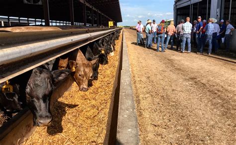 Beef Feedlot Short Course Returns In August News