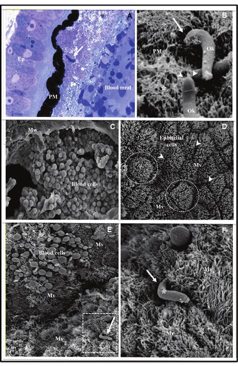 Histology A And Scanning Electron Microscopy Sem B F Of Anopheles