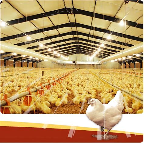 New Design Chicken Shed Light Steel Structure Poultry Farm House