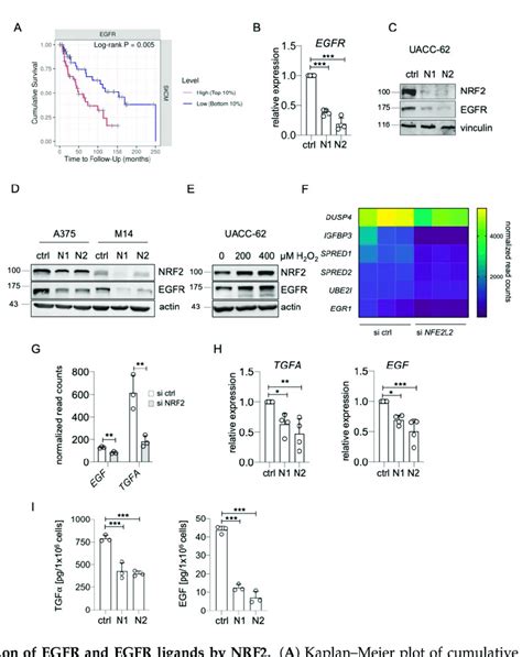 Regulation Of EGFR And EGFR Ligands By NRF2 A Kaplan Meier Plot Of