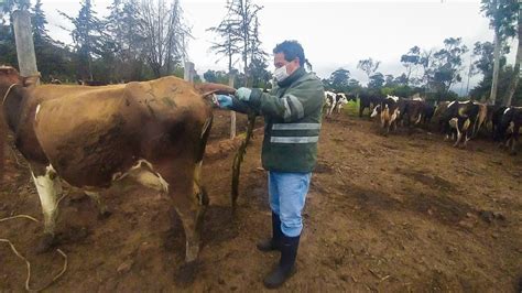 M S De Mil Hatos Libres De Brucelosis Y Tuberculosis Bovina En Cuencas