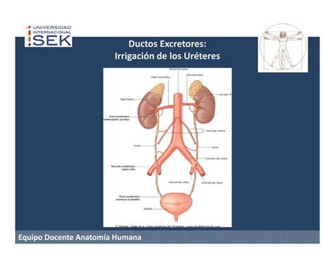 Anatomia Sistema Urogenital Ppt