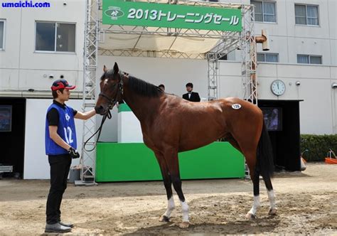 Jra競走に勝ったセール出身馬紹介20161029 30､モーリスやサトノアラジンなど28頭 インフォメーション｜サラブレッドセール