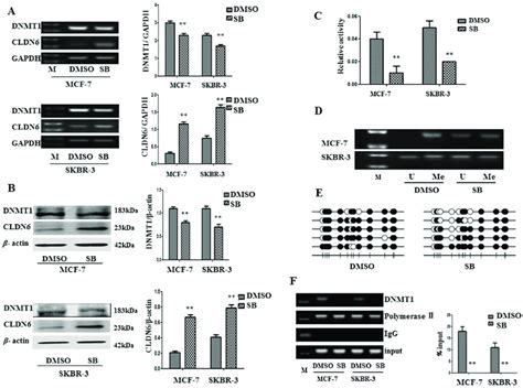 Dna Methyltransferase 1 Dnmt1 Mediated Upregulation Of Cldn6