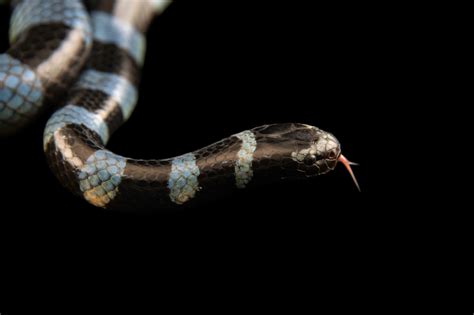 Blue Lipped Sea Krait Laticauda Laticaudata Joel Sartore