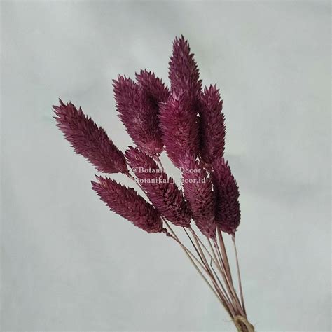 Jual 10pcs Dried Flower IMPORT Preserved Phalaris Bunga Kering Pastel