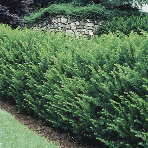 Spreading Yew Taxus X Media My Garden Life