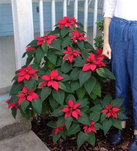 Where To Plant Poinsettias In Florida