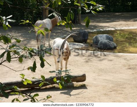 Arabian Oryx Zoo Branches Foreground Stock Photo 1230906772 Shutterstock