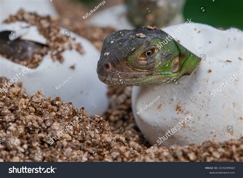 Baby Green Iguana Hatching Egg On Stock Photo 2235299567 Shutterstock