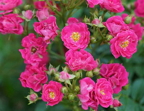 Rosa Oso Easy Peasy (Groundcover Rose)