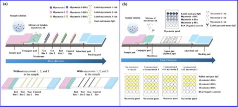 Schematic Diagram Of Multiplex Lateral Flow Immunoassay Lfia To