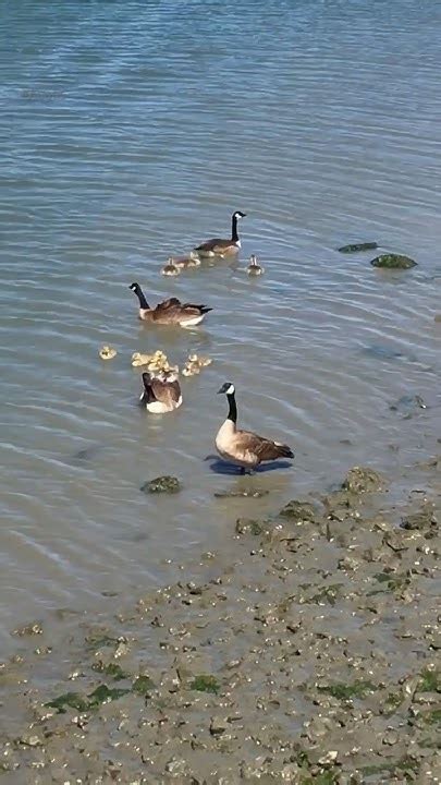 Baby Geese 20 🐥🦢🇨🇦 Cute Animals Goose Geese Gosling Augos