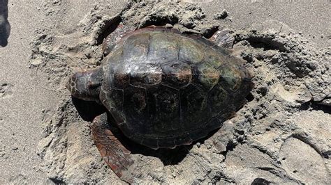 Evento Straordinario A Mondello Una Tartaruga Caretta Caretta Ha