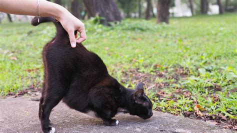 Las 5 Razones Típicas Por Las Que Tu Gato Levanta La Cola Cuando Lo