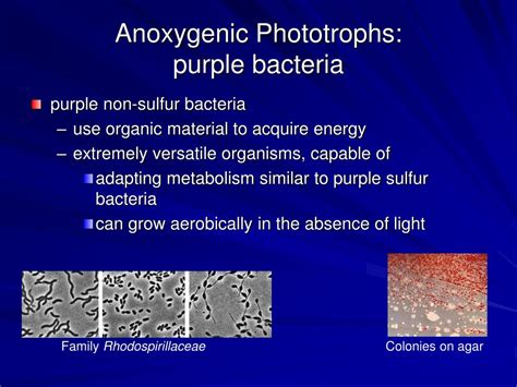 Ppt Diversity Of Prokaryotes Powerpoint Presentation Free Download