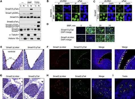 Nuclear CDKs Drive Smad Transcriptional Activation And Turnover In BMP