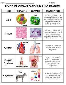 Levels Of Organization In Living Things Sort Atom To Organism