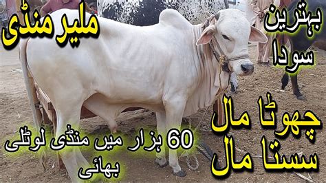 Malir Mandi Me K Sai Lakh Tak Ka Maal Cattle Rates Update Cow