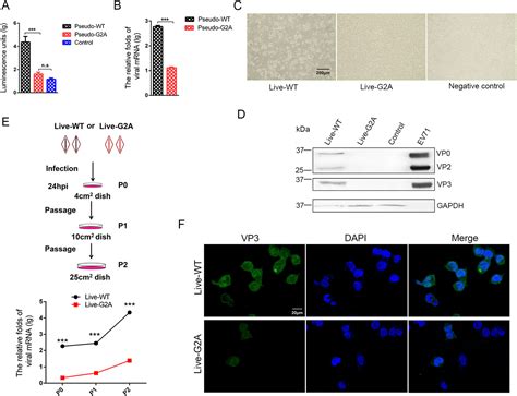 Myristoylation Of EV71 VP4 Is Essential For Infectivity And Interaction