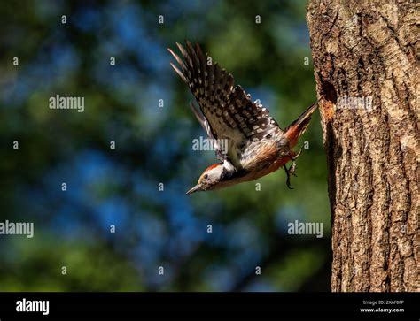 A Woodpecker Bird Flies Out Of A Tree Nest From Its Chicks Spreading