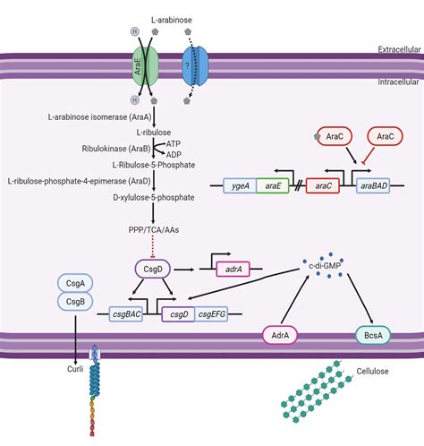 Frontiers L Arabinose Transport And Metabolism In Salmonella