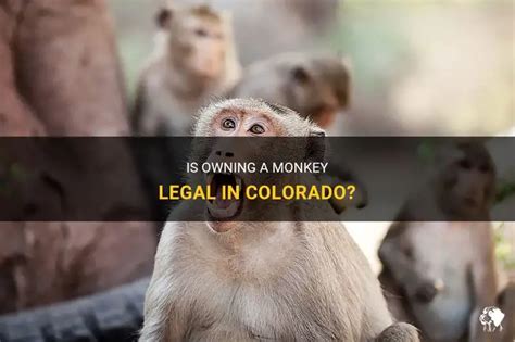 Is Owning A Monkey Legal In Colorado? | PetShun