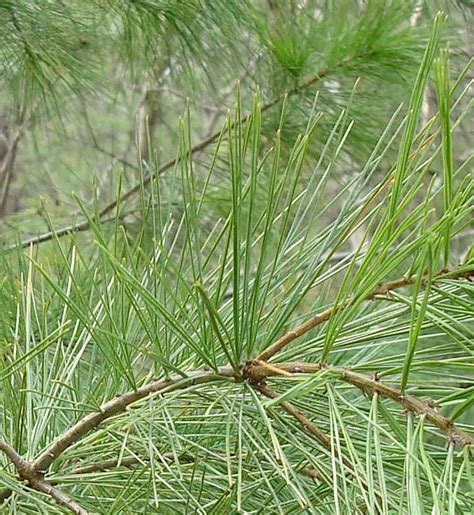 Eastern White Pine Needles - Works of the Creator: An All Creatures ...