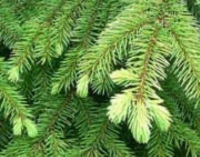 Spruce Essential Oil 100% Pure & Natural Manufacture Suppliers