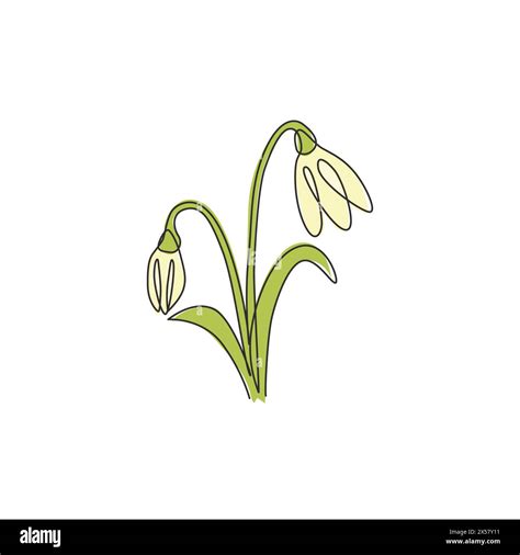 Single Continuous Line Drawing Beauty Fresh Galanthus Of Garden Logo