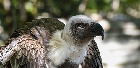 What Eats Vultures – 8 Top Vulture Predators